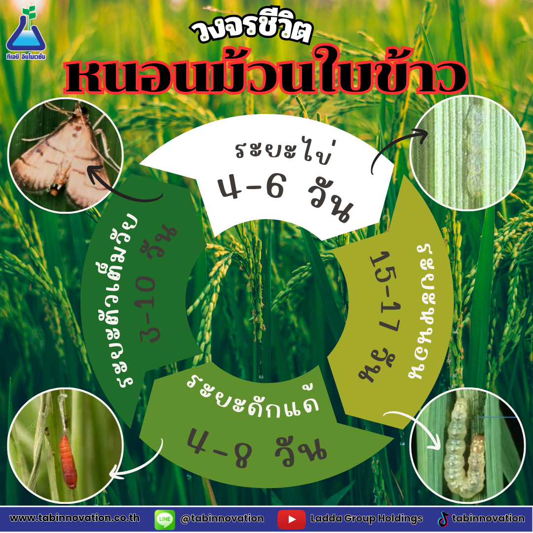 ต้นข้าวยอดเหี่ยว เกิดจากหนอนม้วนใบข้าว