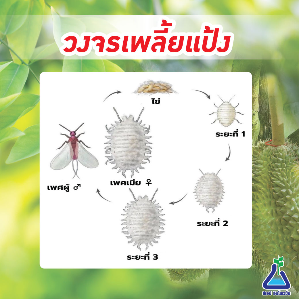 วงจรเพลี้ยแป้งในทุเรียน
