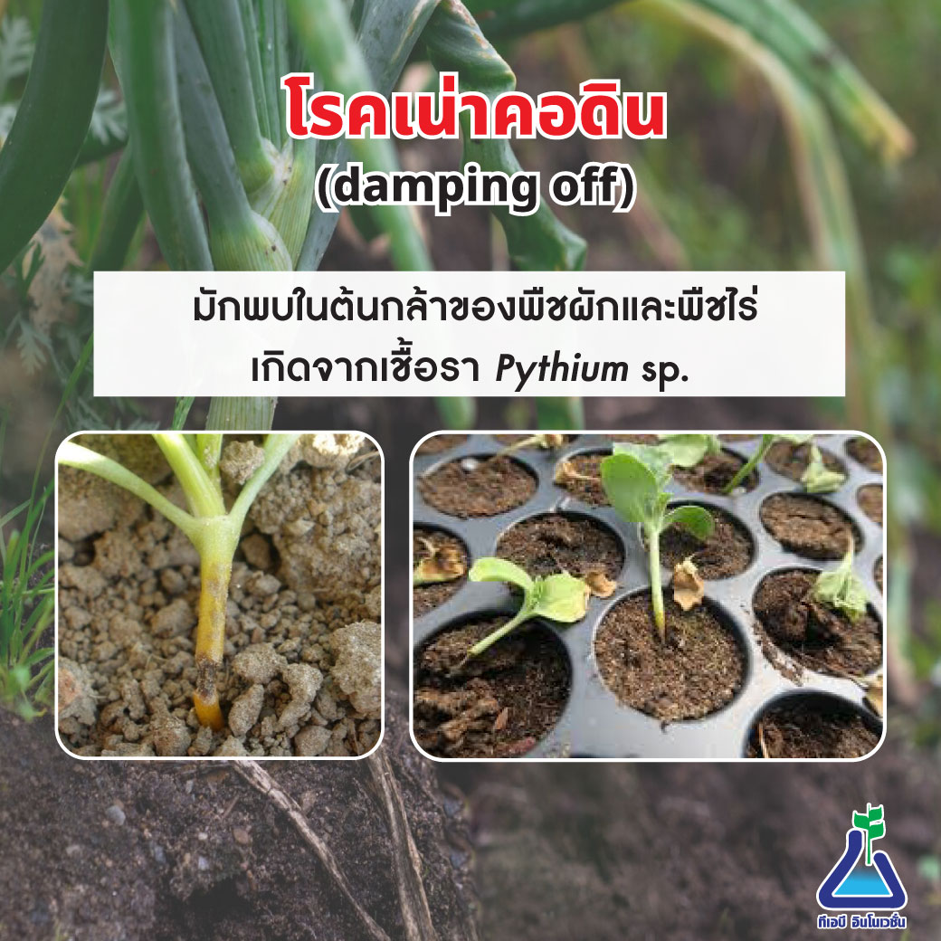 โรคเน่าคอดิน เกิดจากเชื้อรา Pythium sp.