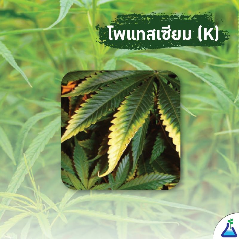 โพแทสเซียม ปุ๋ยกัญชา