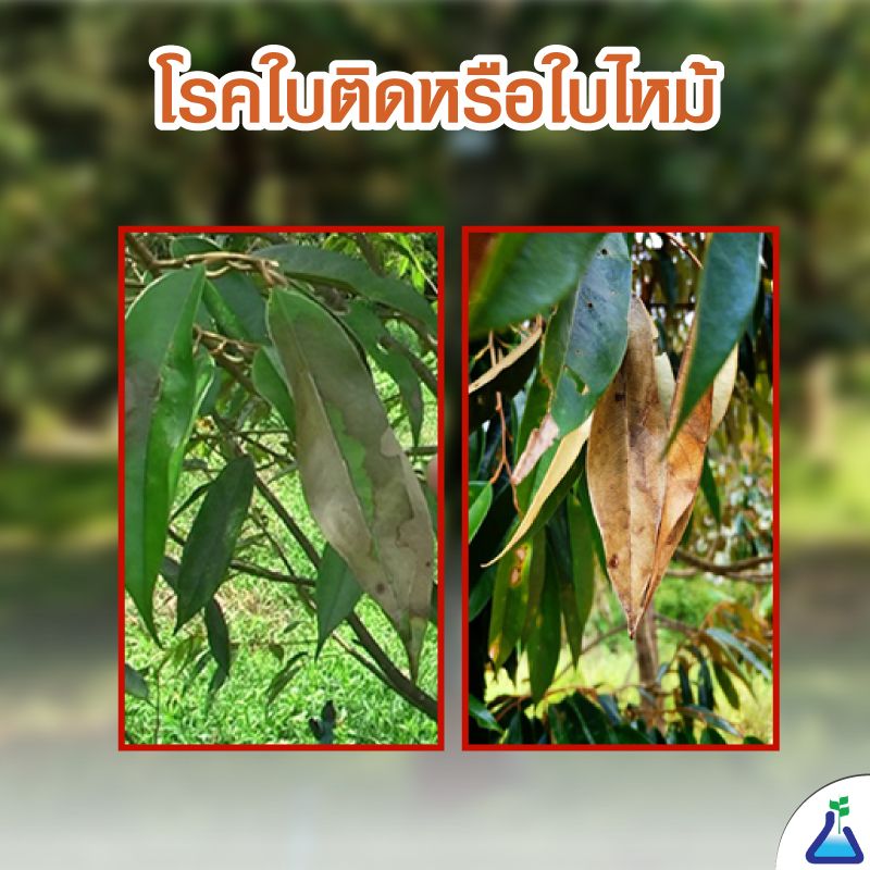 โรคใบติดในทุเรียน