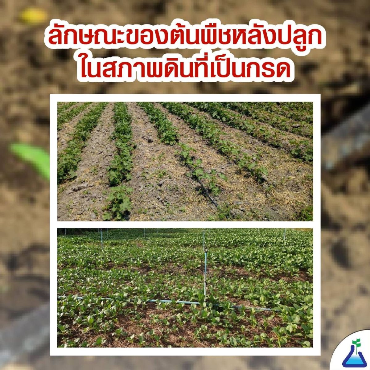 ลักษณะของต้นพืชที่ปลูกในสภาพดินเป็นกรด
