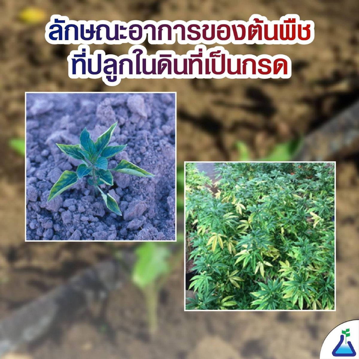 ลักษณะของพืชที่ปลูกในดินเป็นกรด