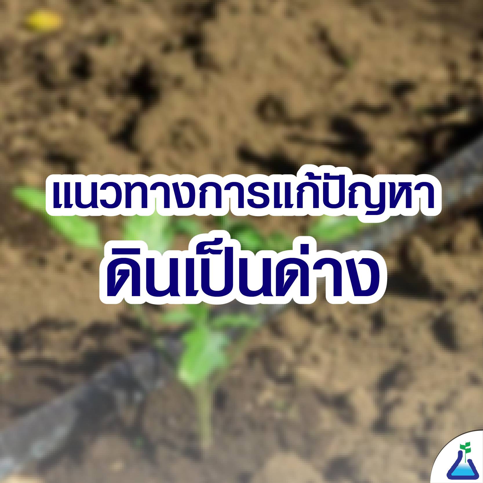 วิธีแก้ดินเป็นด่าง